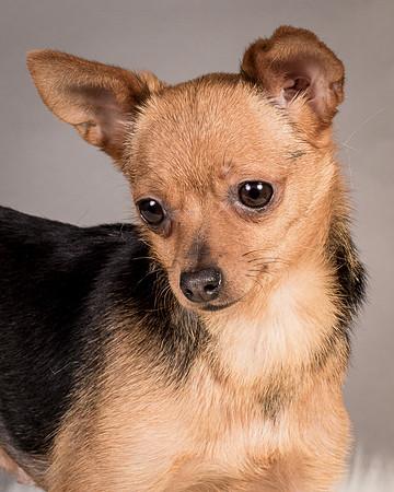 Foster Pixie-3459