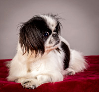 Foster Gypsy Rose-7709