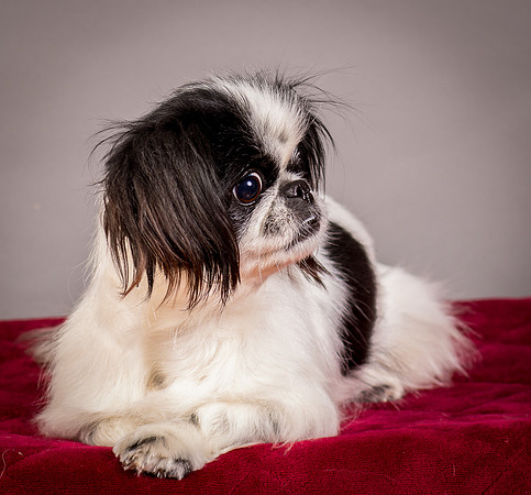 Foster Gypsy Rose-7709