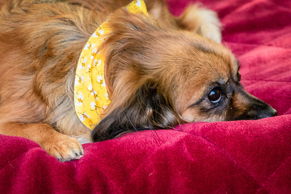 Foster Petunia-9275