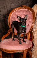Foster Elvira-0159
