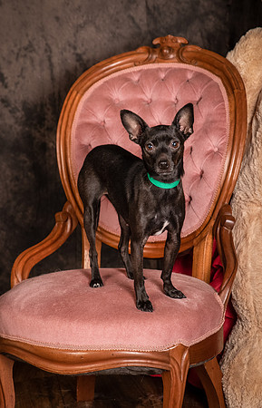 Foster Elvira-0159