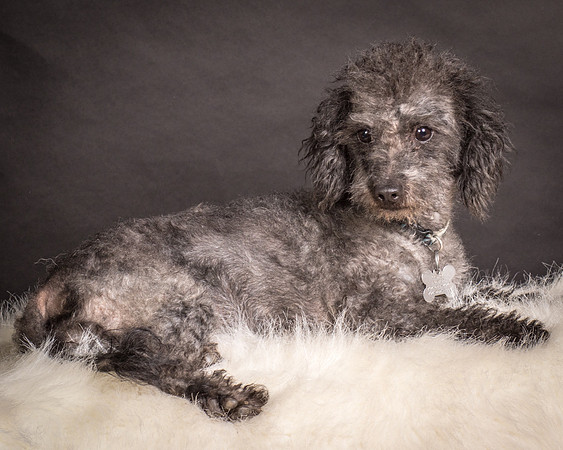 Foster Mokey-1744