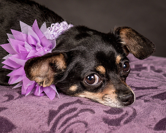 Foster Pansy-9252