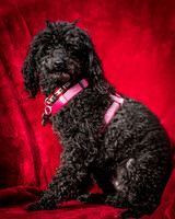 Foster Mindy-2682