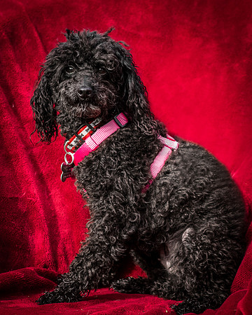 Foster Mindy-2682