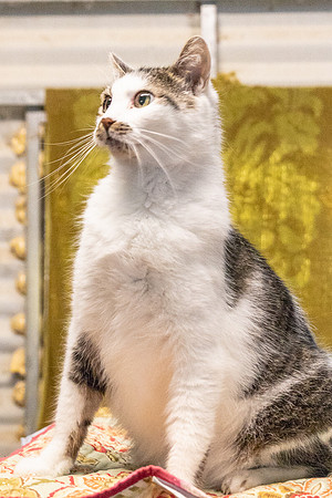 Darlington  Cats-8173