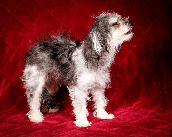 Foster Alex-6295