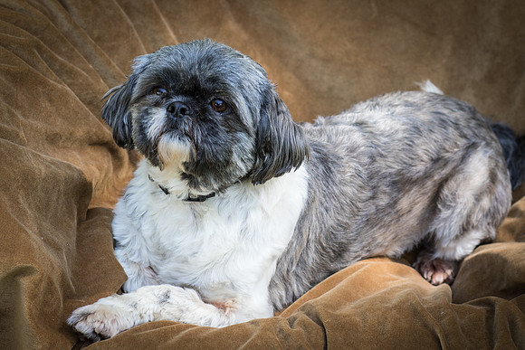 Foster Misha-8402