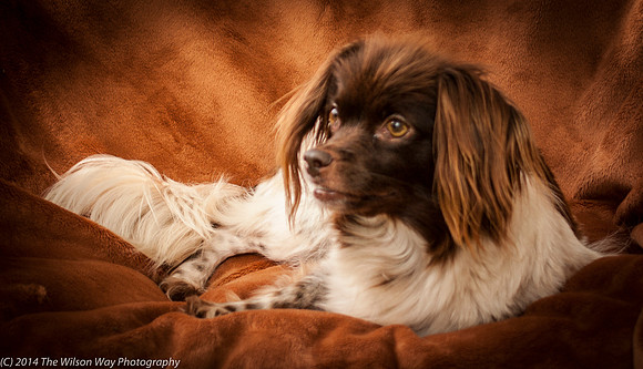 Foster Cerise-2242
