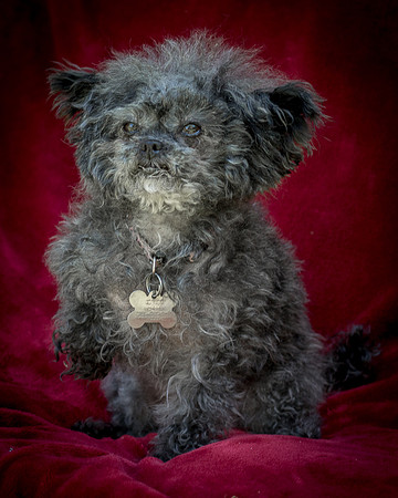 Foster Vivienne-9271