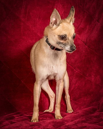 Foster Kiwi-8356