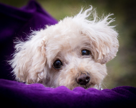 Foster Annalise-0644