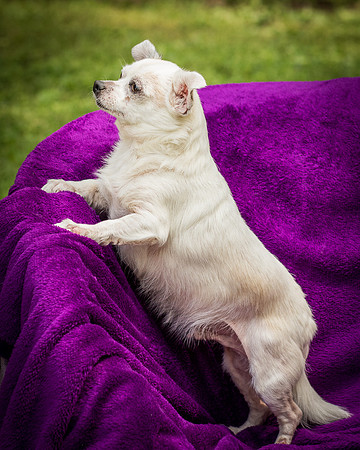 Foster Petey-8173