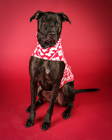Chief-8265