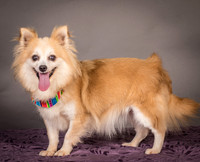 Foster Lilly-3238