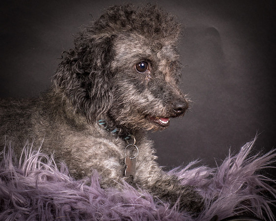 Foster Mokey-1368