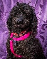 Foster Mindy-2702