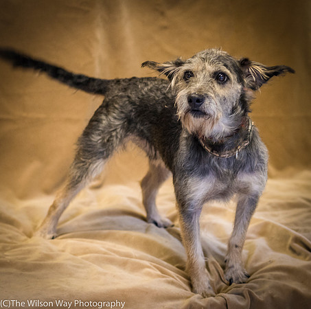 Foster Genghis-0274