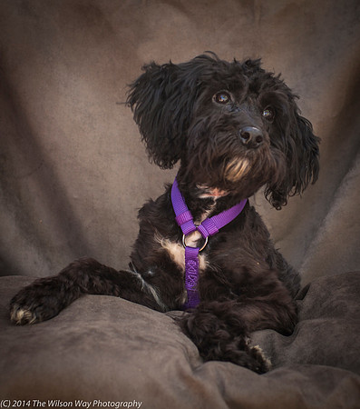 Foster Xena-2479