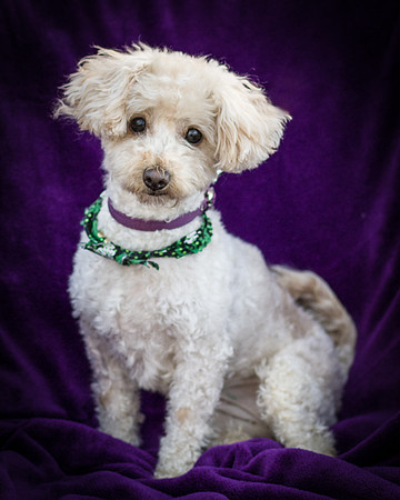 Foster Annalise-0670