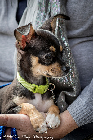Foster Dandelion-9053