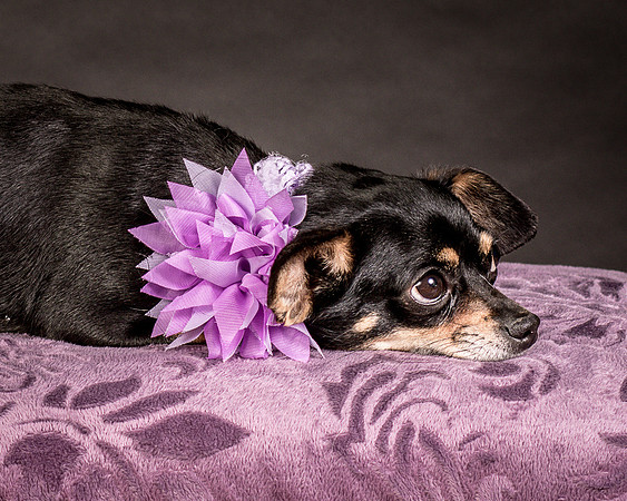 Foster Pansy-9250