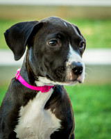 Foster Lola-9872