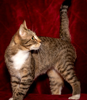 Foster Danni-9455