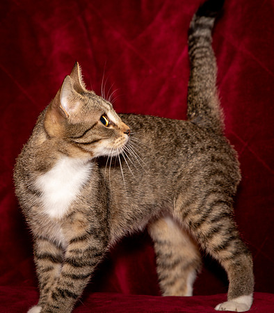 Foster Danni-9455