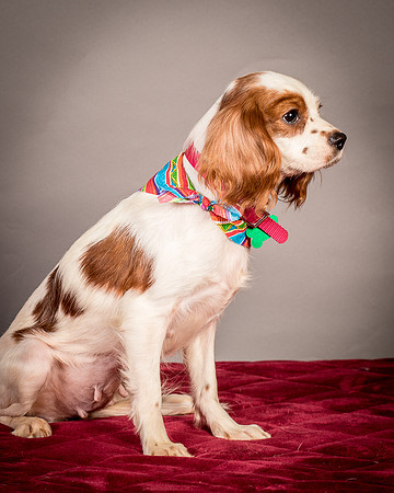 Foster josephina-3913