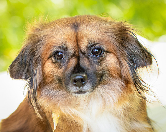 Foster Petunia-9254