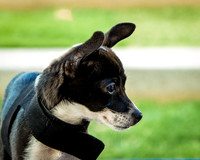 Foster Laila-9798