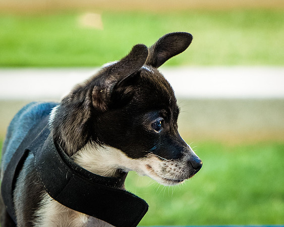 Foster Laila-9798