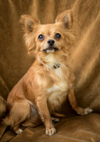 Foster Dolly-7716