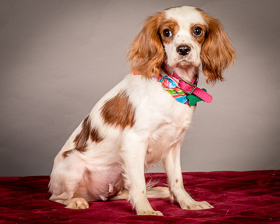 Foster josephina-3962