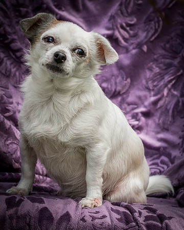 Foster Petey-8236