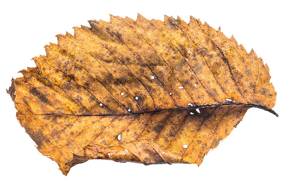 Leaf_13