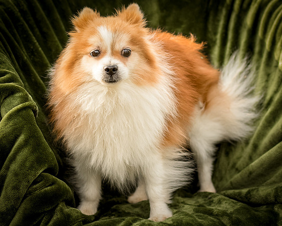 Foster Kermit-9037