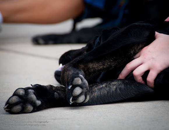 Guide Puppies (18 of 191)
