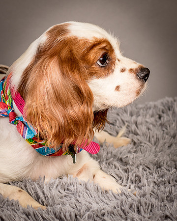 Foster josephina-3736