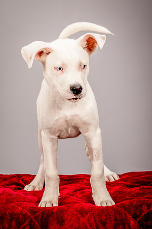 Foster Alvin-4741