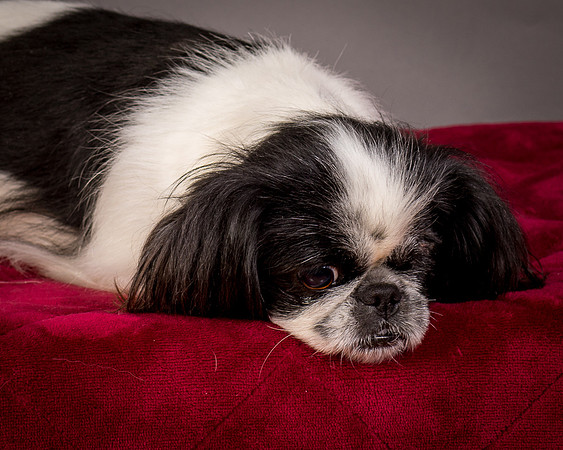 Foster Gypsy Rose-7757
