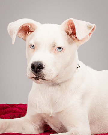 Foster Alvin-4791