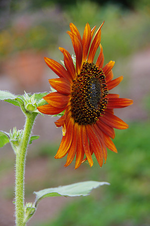 sunflowers-9288