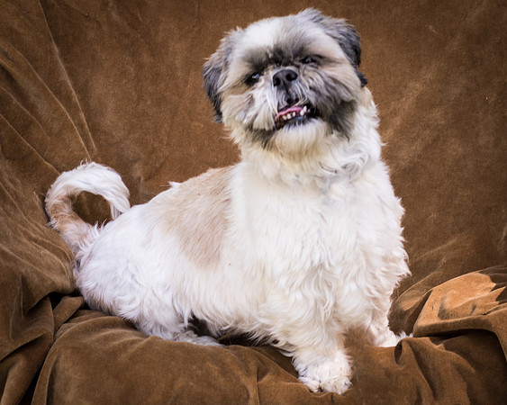 Foster Queenie-8371