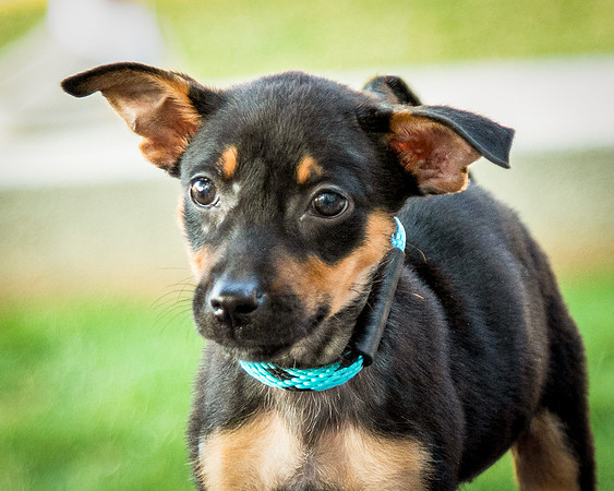 Foster Shea-0110