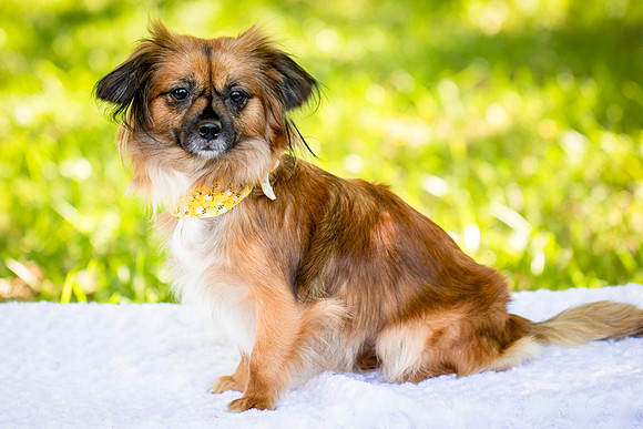 Foster Petunia-9208