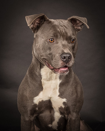 Foster Cobalt-2358