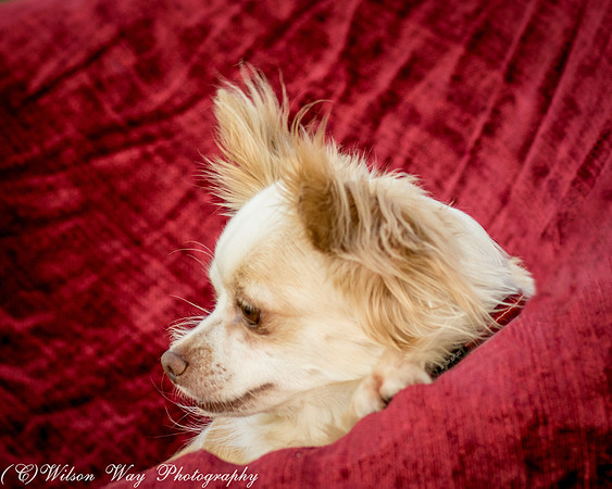 Foster Sam-4099